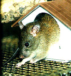 rats rat