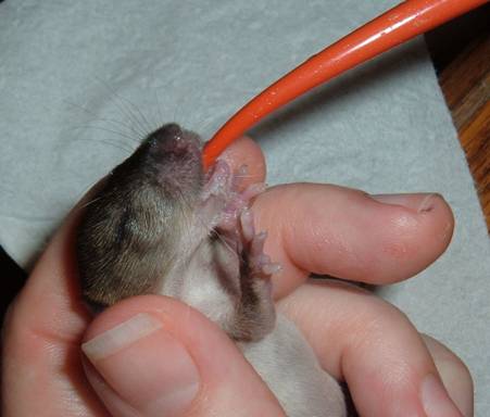 baby field mouse eyes closed