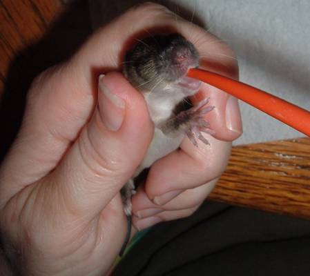 Caring for hot sale baby mice